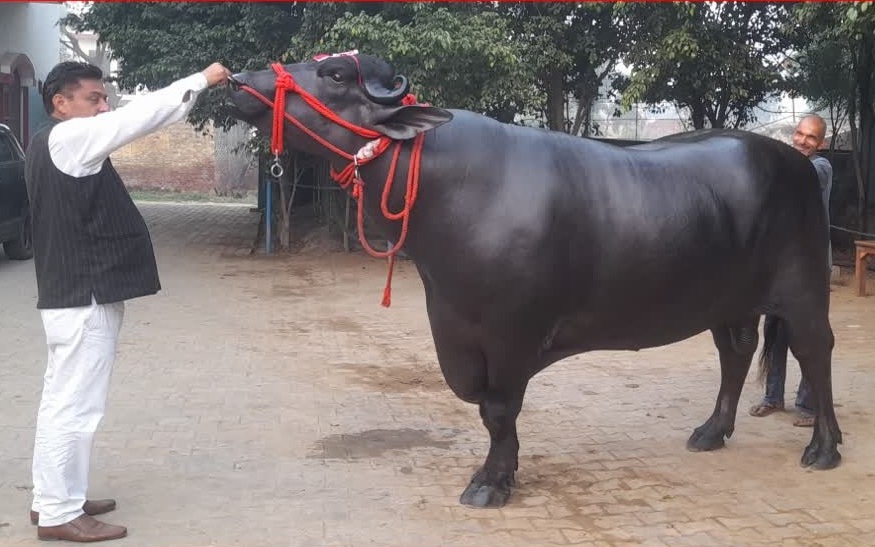 Giới thiệu về con trâu Garuda